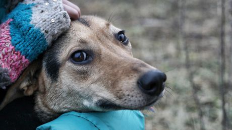 Несоблюдение санитарно-ветеринарных условий содержания животных будет санкционироваться.
