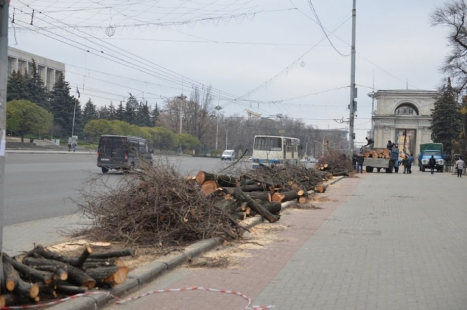 Lucrările de curăţare a arborilor continuă. 