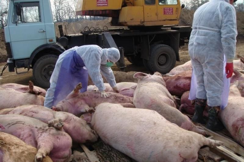 В Украине от эпидемии АЧС погибли 130 тысяч свиней.
