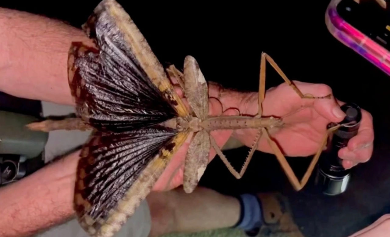 Cea mai mare insectă din lume, descoperită în Australia: Are 40 de centimetri lungime.