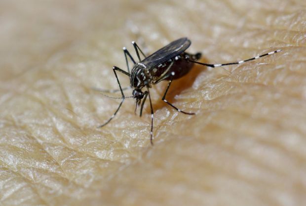 В Украине есть 53 вида насекомых рода Aedes.