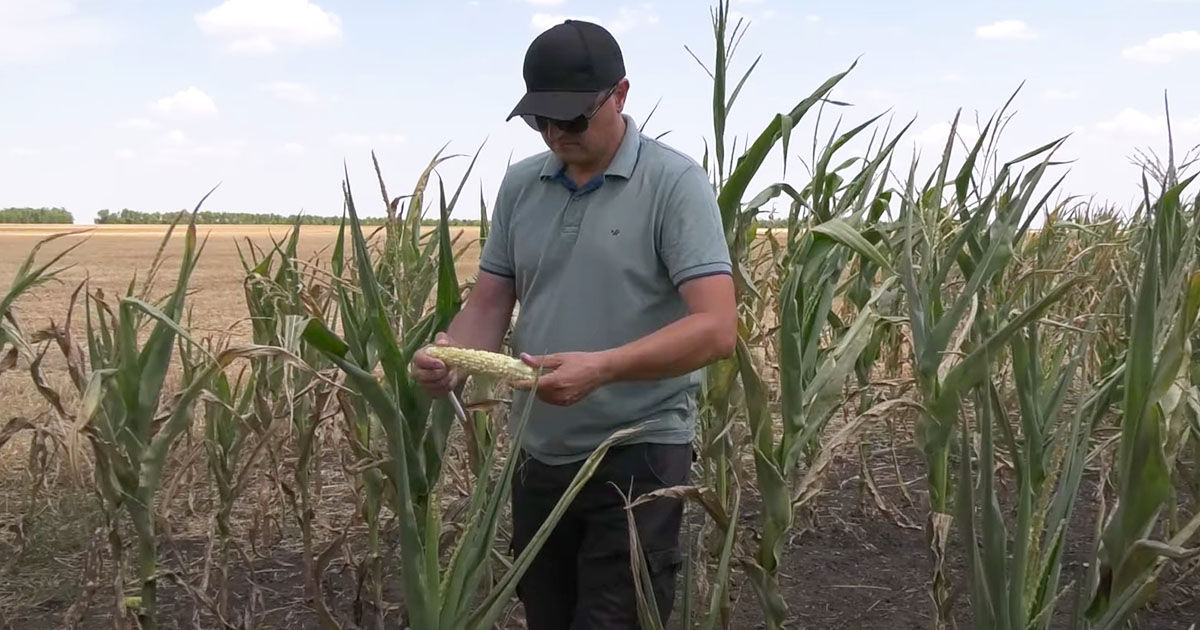 Agricultori: Lipsa precipitațiilor și canicula compromit recolta cerealelor din grupa a doua.
