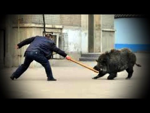 Un politician a avut ghinionul de a fi atacat de un porc. Foto simbol: Youtube