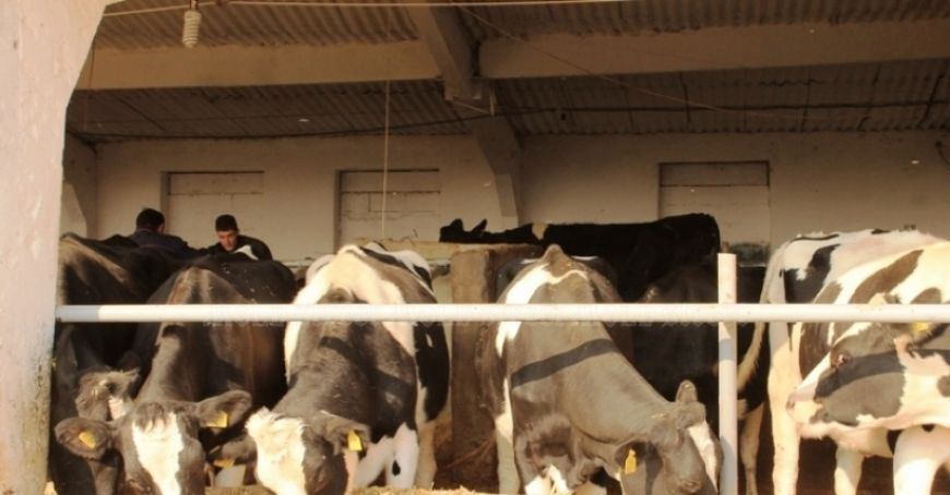 За первые три месяца года производство сельхозпродукции в Молдове упало на 2,4%.
