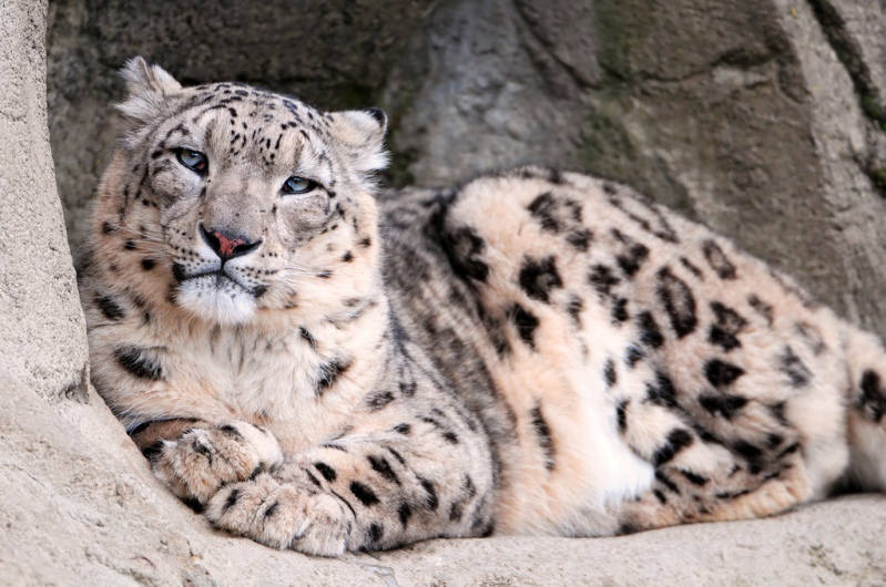 Dar, în cele din urmă operația a fost cu succes. Animalul s-a întors la Grădina Zoologică unde este în curs de reabilitare sub supravegherea veterinarului.