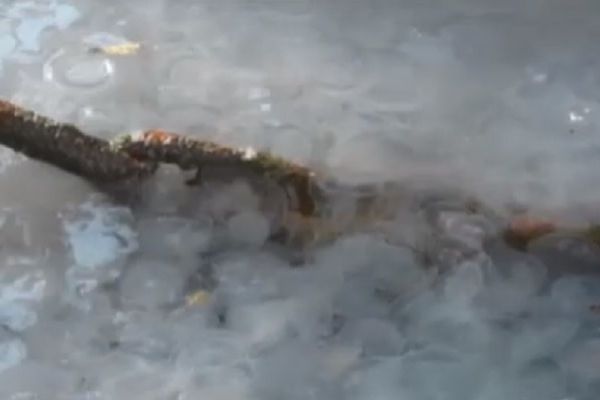 Fenomen neobișnuit într-un port din Crimeea: Milioane de meduze. Foto: captură video