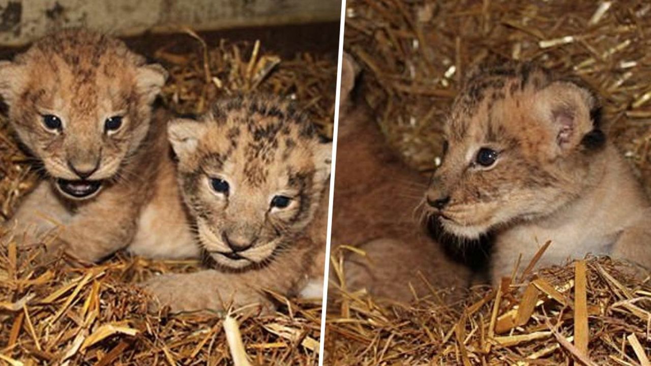 Angajaţii unei grădini zoologice au ucis nouă pui de lei