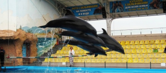 Primul delfinariu din Chişinău îşi va deschide uşile pentru spectatori, vineri, 27 mai. Foto: mold-street.com