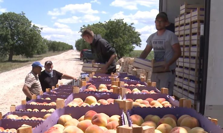 Студенты из Белоруссии приступили к уборке урожая в молдавском колхозе