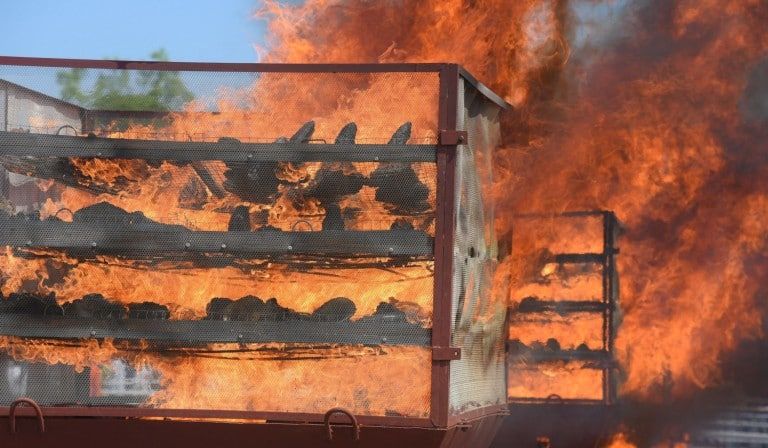 В Индии сожгли почти 2,5 тысячи рогов носорогов.