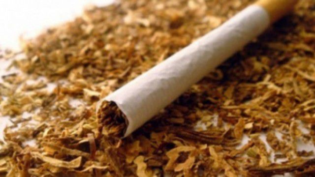 Plantaţiile de tutun din ţară se reduc de la an la an. Din 2010, suprafaţa acestora s-a micşorat de cinci ori. Foto: celikhantutunu.com