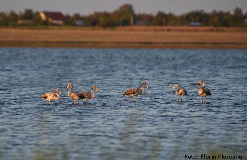 Șase păsări flamingo au fost observate în Ialomița.