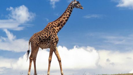 Coloana vertebrală a girafei a trecut prin mai multe etape evolutive. Foto: codrosu.ro