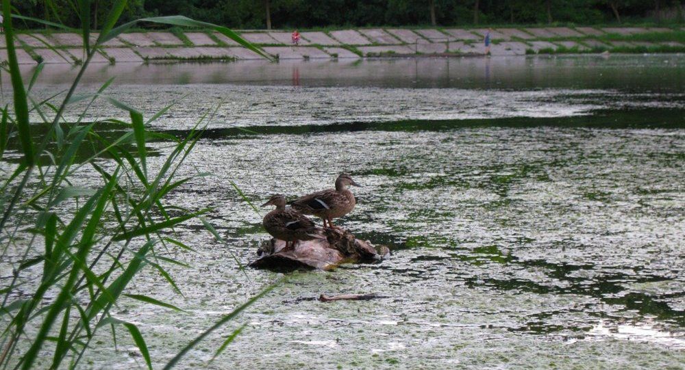 Эколог Илья Тромбицкий сообщил, что прорыв дамбы водохранилища Гидигич маловероятен.