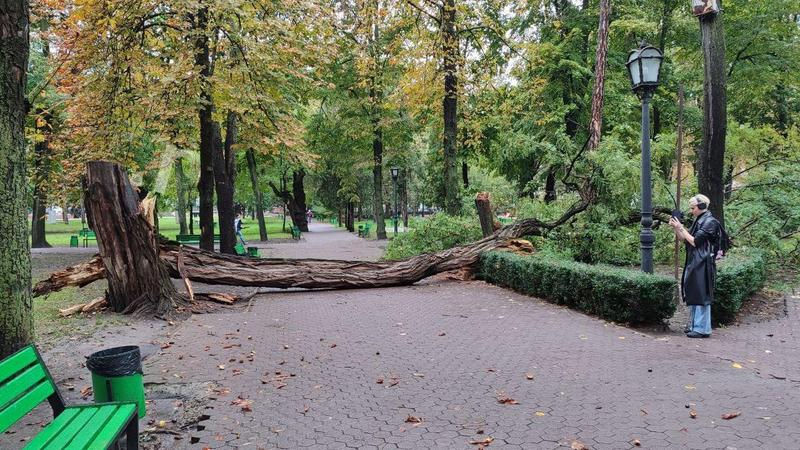 Un arbore uriaș și uscat s-a prăbușit în Grădina Publică Ștefan cel Mare.