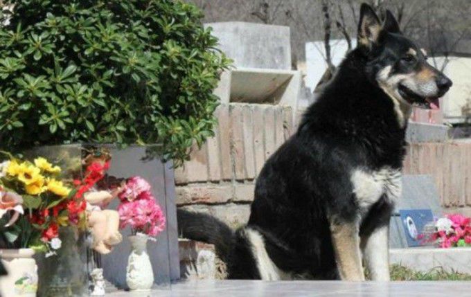 Câinele care a stat 10 ani numai lângă mormântului stăpânului a murit. Foto: protv.ro