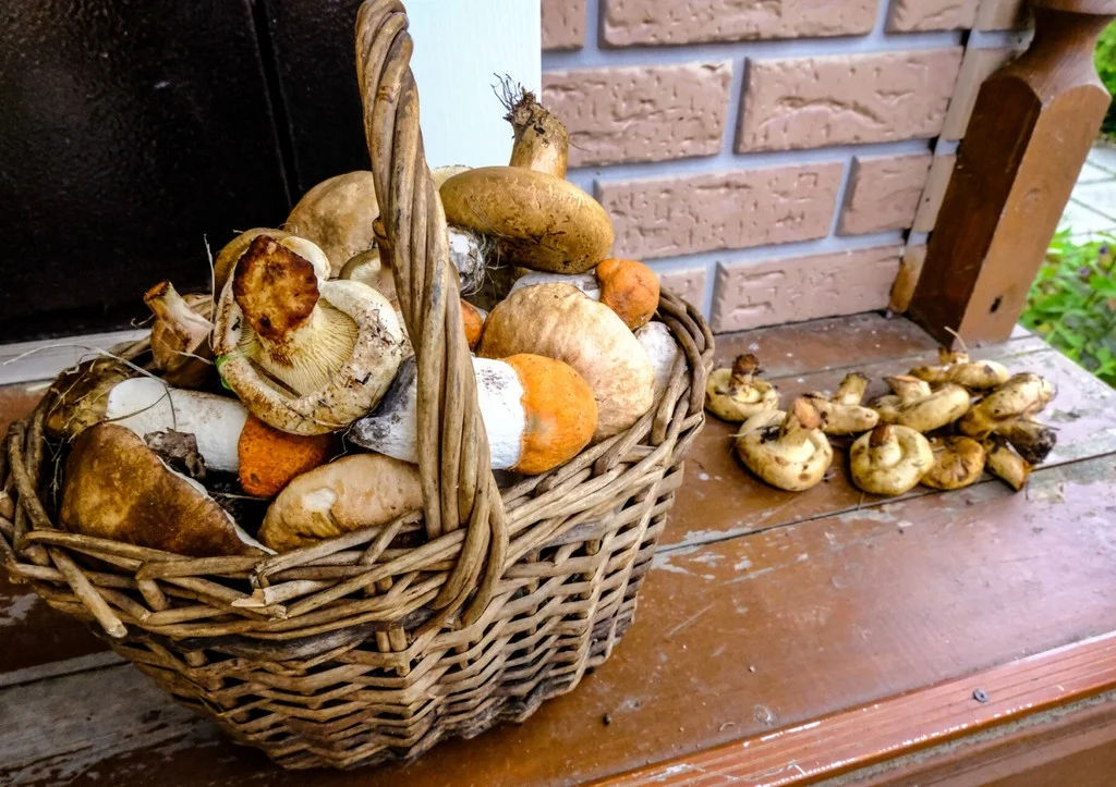 Нутрициолог рассказала о вреде некоторых грибов для печени.
