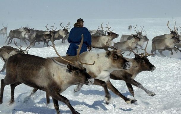 В России от голода погибла тысяча оленей.