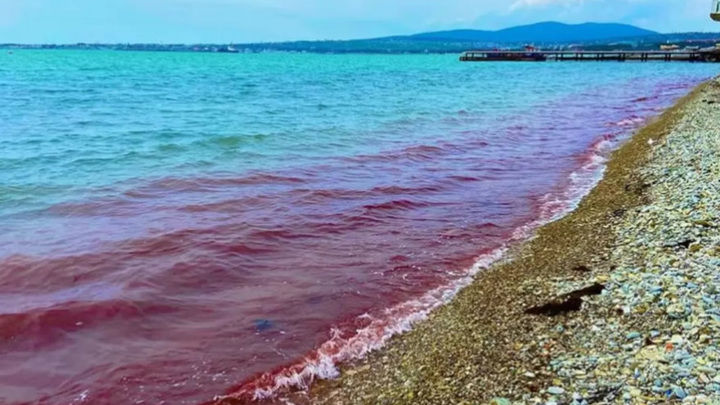 Вода в Черном море у берегов Геленджика стала красной.