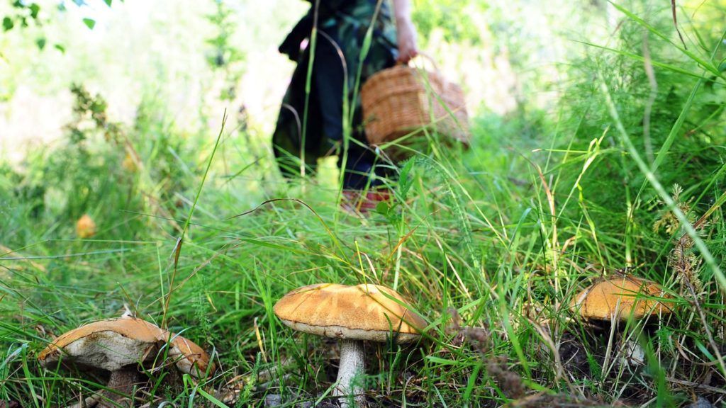 В Шолданештах в лесу потерялась 12-летняя девочка.