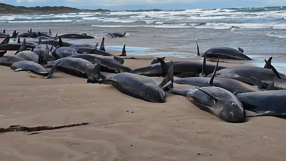 Peste 150 de balene ucigașe au eșuat masiv pe țărmul Australiei: Cercetătorii caută explicații.
