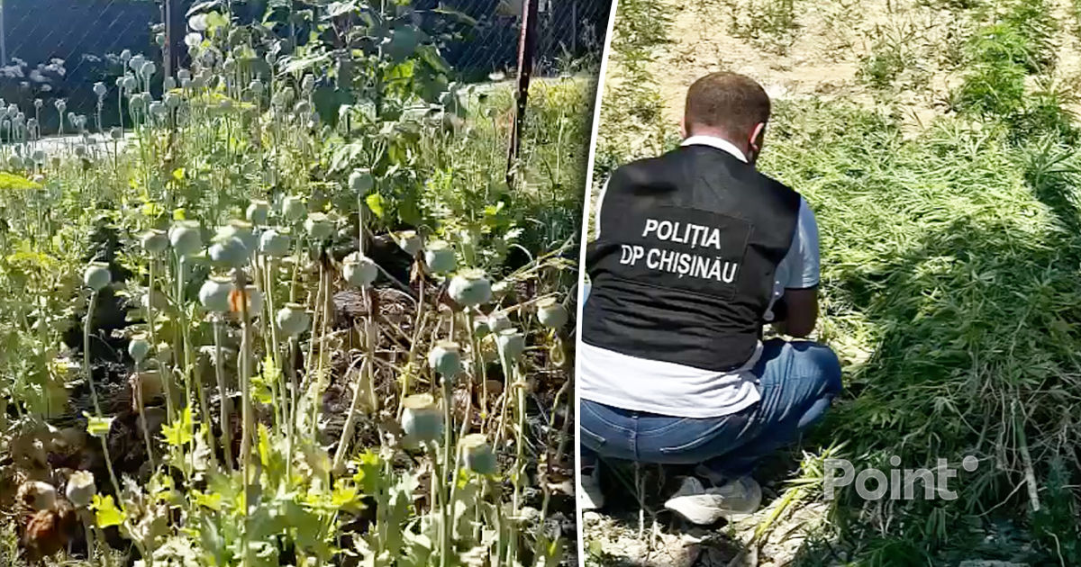 На территории столицы незаконно выращивали коноплю и мак.