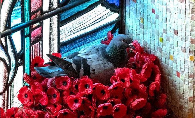 В Австралии голубь свил гнездо из маков с могилы Неизвестного солдата.