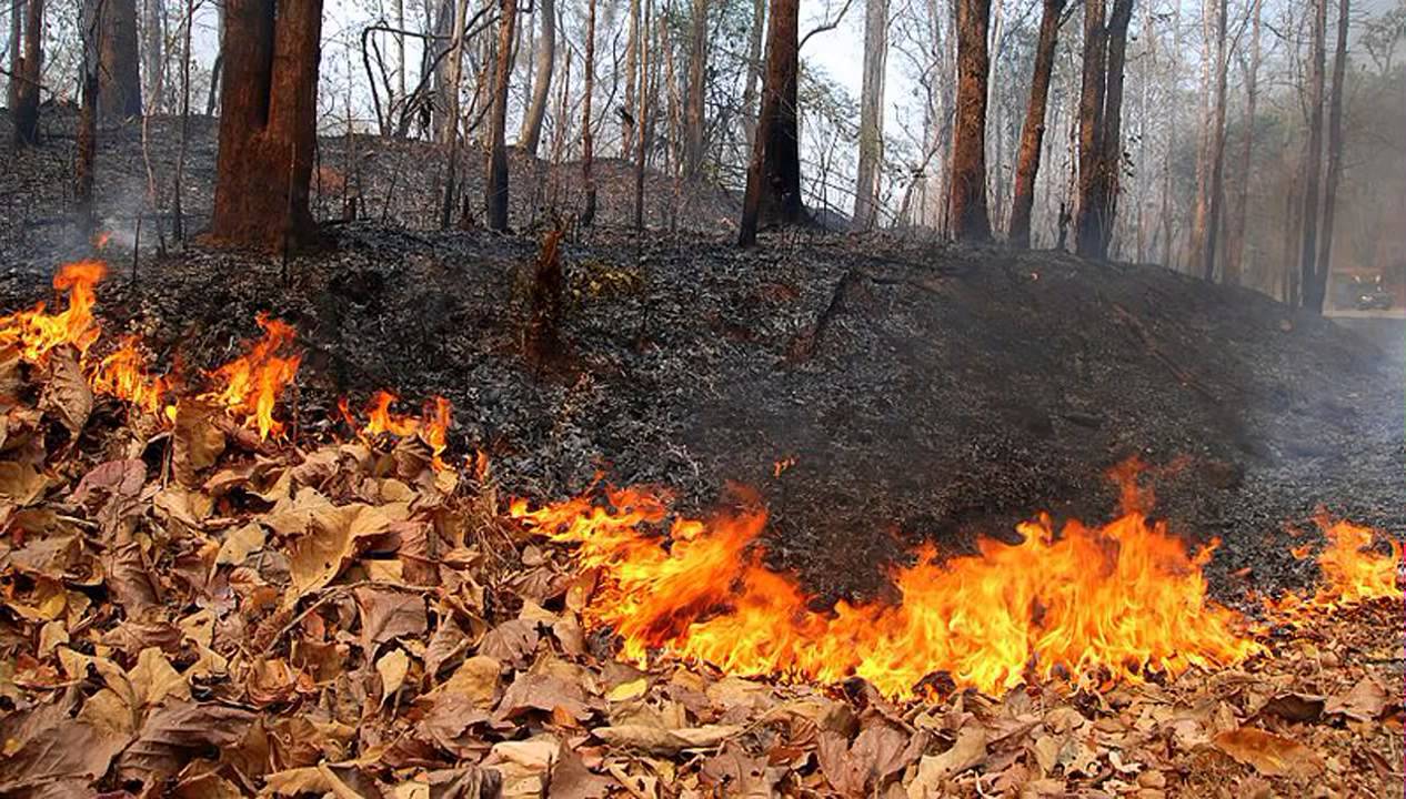 Вследствие сжигания опавшей листвы большей опасности подвергаются страдающие сердечно-сосудистыми, аллергическими, респираторными заболеваниями.