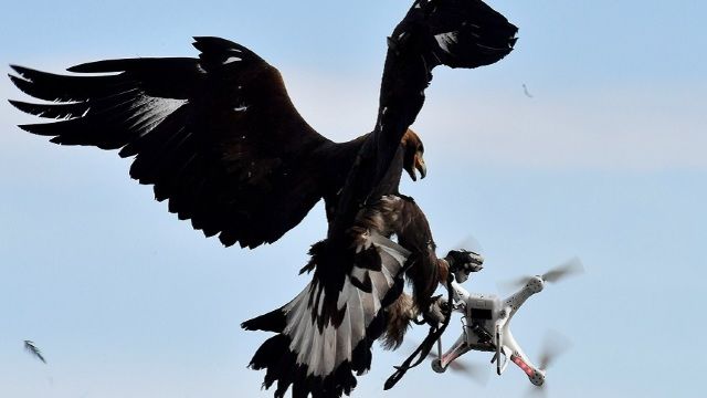 Poliţia olandeză ”concediază” vulturii dresaţi să prindă drone.