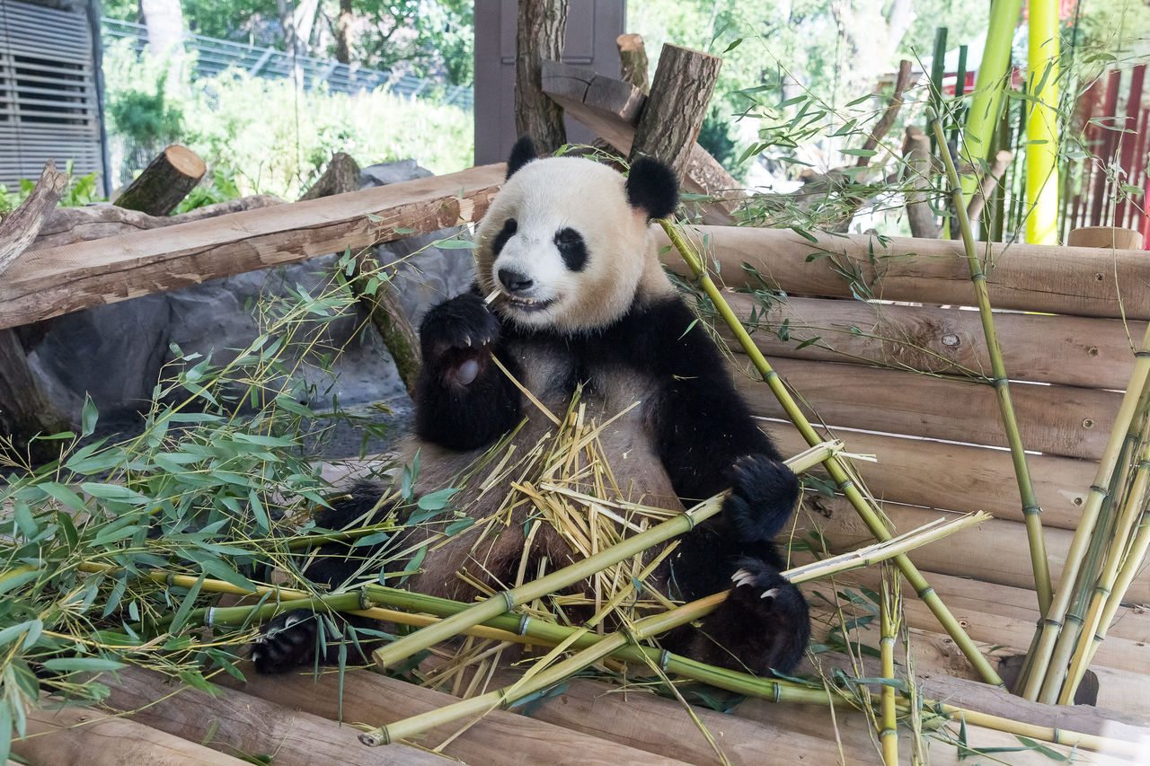 Misterul privind obiceiul ciudat de a merge cu spatele al unui panda de la Zoo Berlin a fost elucidat. Foto: Zoo Berlin