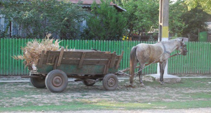 Doi copii au ajuns de urgenţă la Institutul Mamei şi Copilului din capitală după ce au căzut dintr-o căruță. Foto: moldova.org