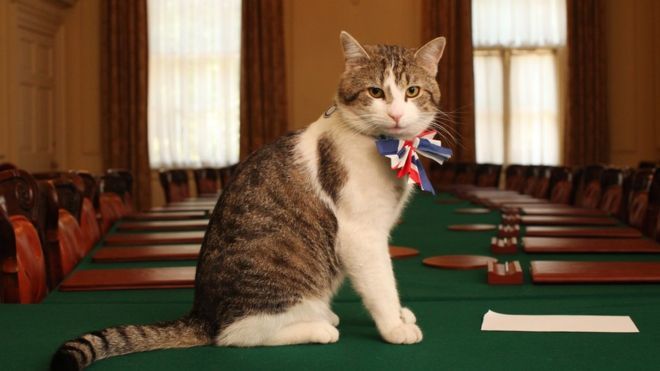 Ларри стал третьим котом в истории резиденции, который официально занял пост главного мышелова.