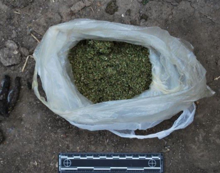 Cultivau și comercializau ilegal marijuana. Foto: igp.gov.md