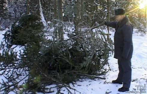 Цель проводимых мероприятий - обеспечение сохранности  елей, сосен  и других насаждений хвойных пород.