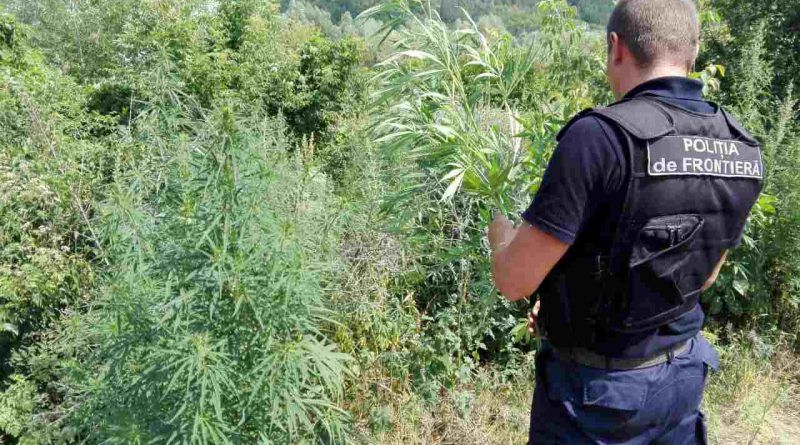 Un nou lan de cânepă, depistat la frontiera cu Ucraina. 