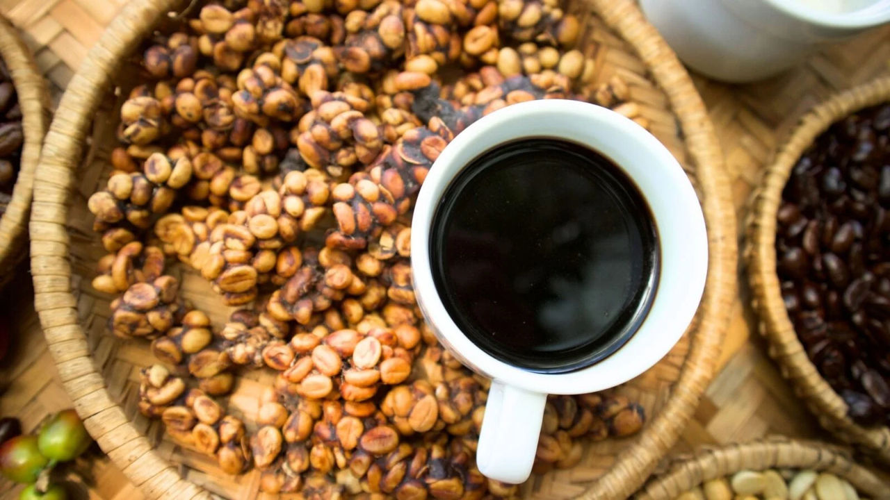 Biologii au dezvăluit secretul gustului celei mai scumpe cafele din lume, Kopi Luwak.