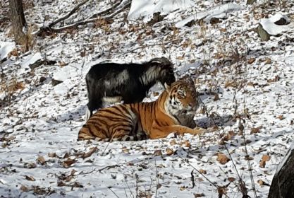 Тимур и Амур живут в Приморском сафари-парке.