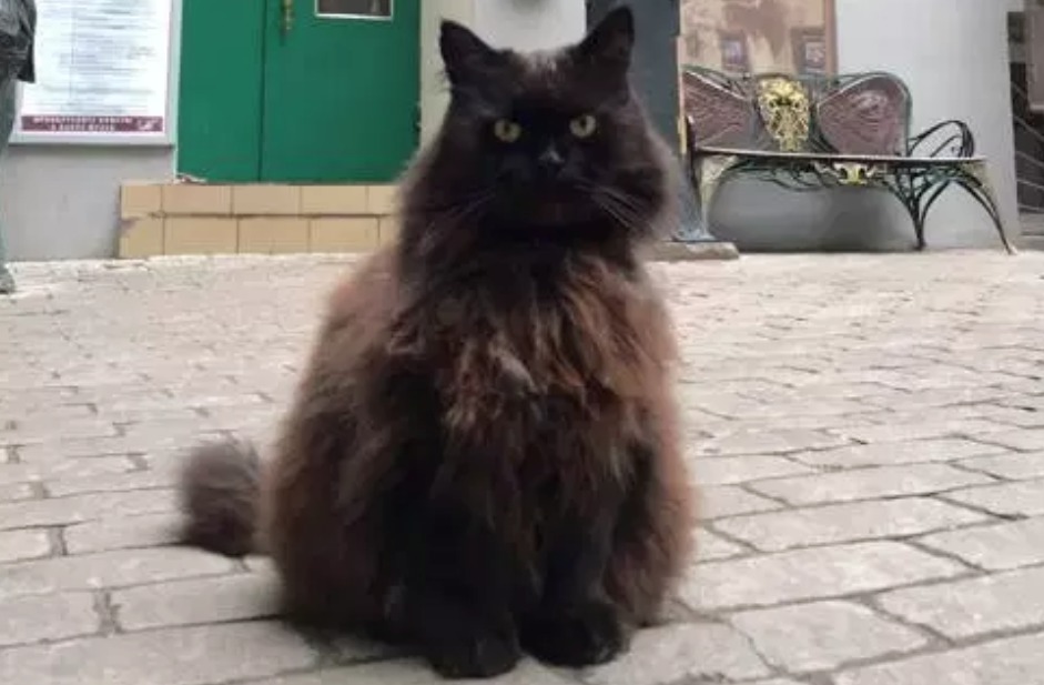 Кот Бегемот из "Булгаковского дома" взял отпуск после похищения.
