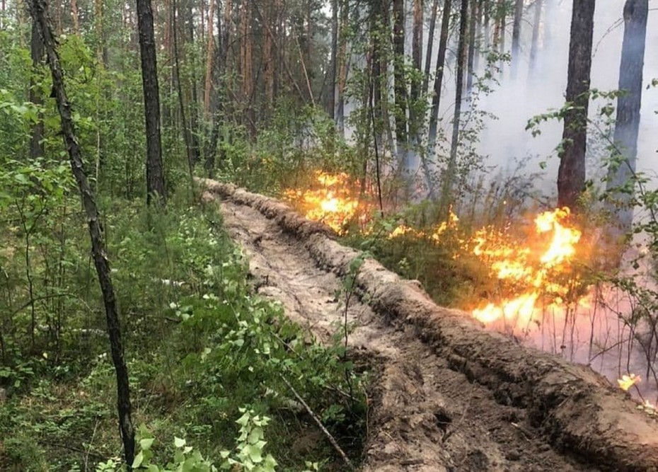 В Молдове ищут решение проблемы лесных пожаров.
