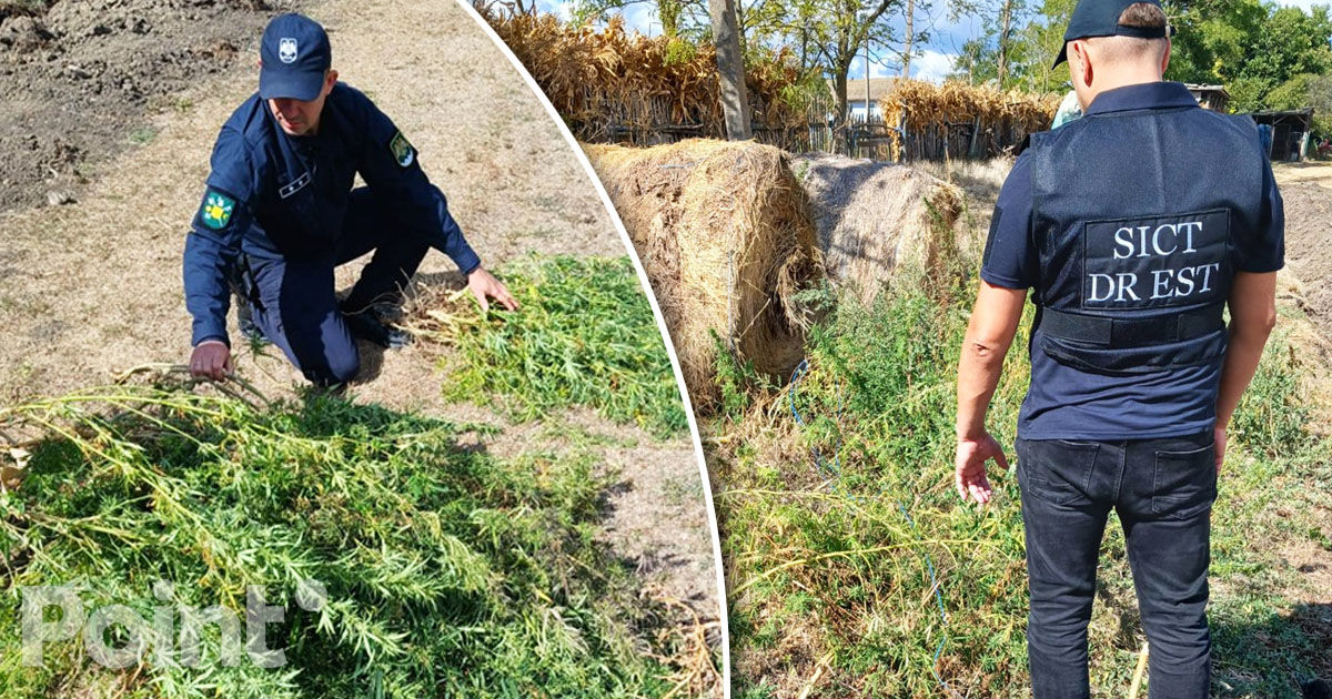 100 de plante de cânepă, găsite pe terenul unei femei din Basarabeasca.