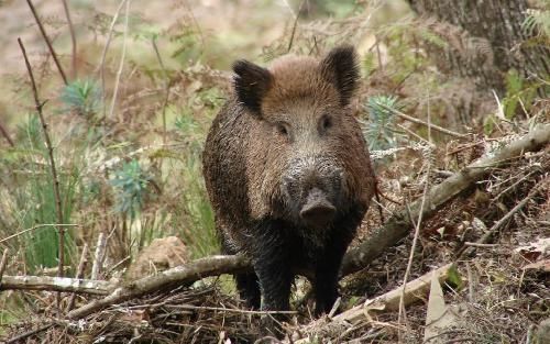 România se confruntă cu o altă alertă de pestă porcină africană încă din data de 24 martie, din pricina unui focar de pestă porcină africană de la granița României cu Republica Moldova.