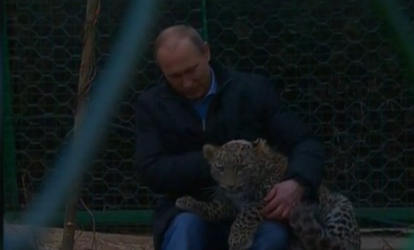 Autoritarul Vladimir Putin s-a lasat surprins astazi in ipostaze tandre alaturi de cativa pui de leopard.
