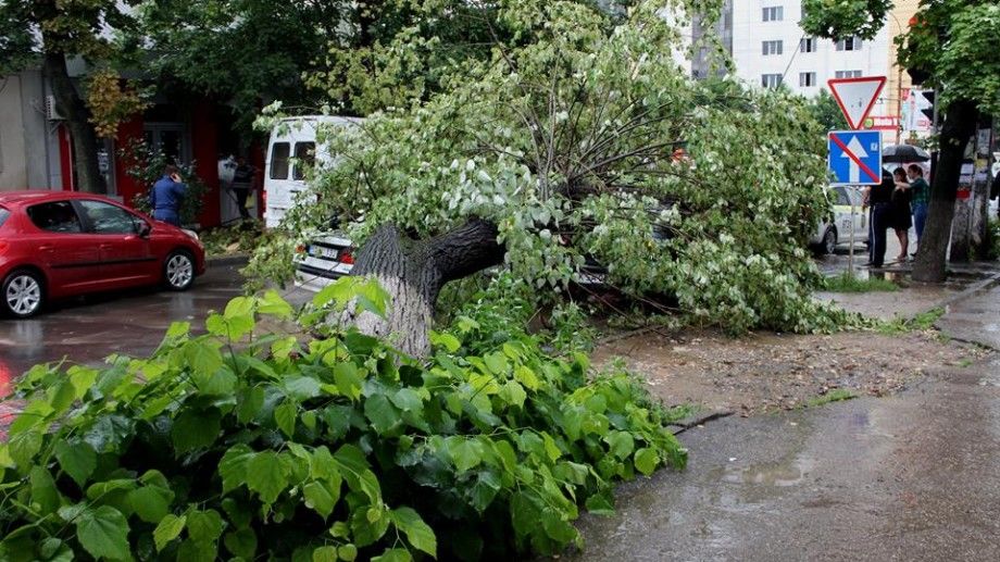 Peste 70 de arbori s-au prăbuşit în municipiul Chişinău în urma ploilor de săptămâna trecută. Foto: diez.md