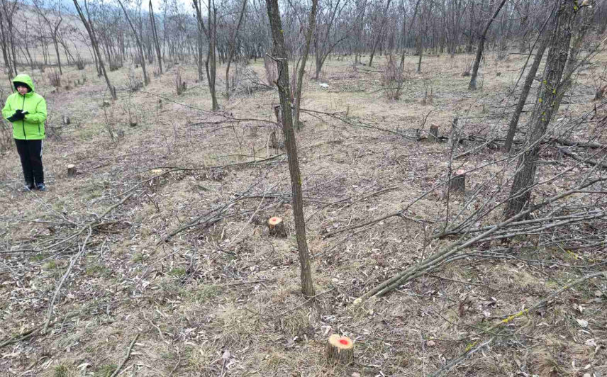 Tăieri ilegale de amploare de arbori la Dondușeni: Unele persoane, amendate.
