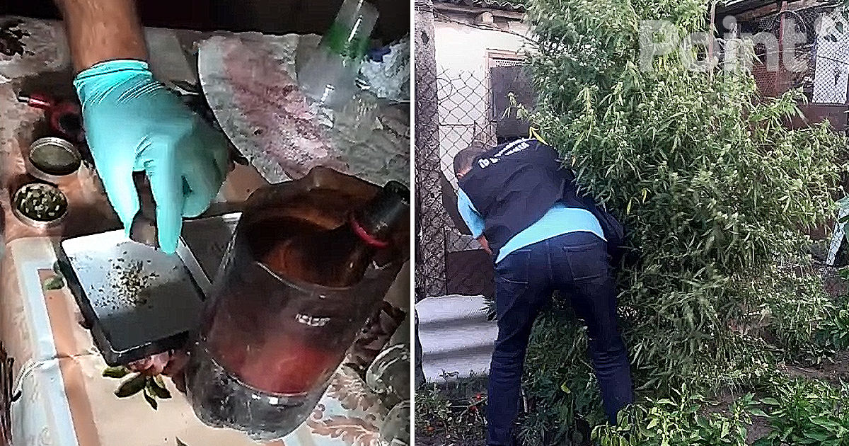 Trei bărbați suspectați de trafic de droguri, reținuți la Drochia.