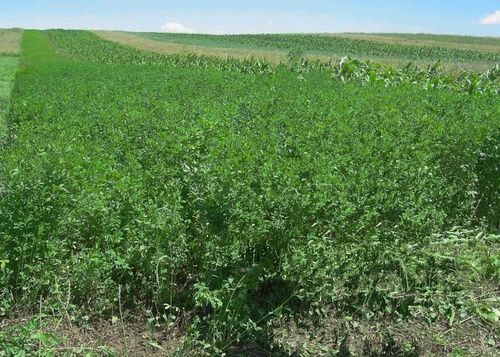 Pentru un braţ de lucernă va sta 8 ani la închisoare. Foto: panoramio.com