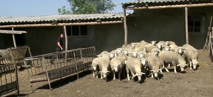 Фермер из Тараклии получил грант в 21 тысячу евро на разведение овец.