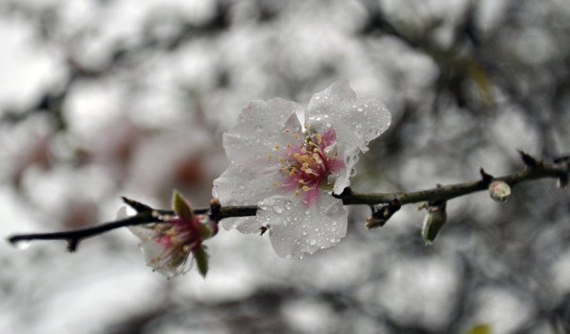 Meteorologii prognozează că ploile se vor menține până la sfârșitul lunii aprilie.