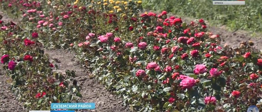 В Суземском районе семья переселенцев из Молдовы создала розарий. 