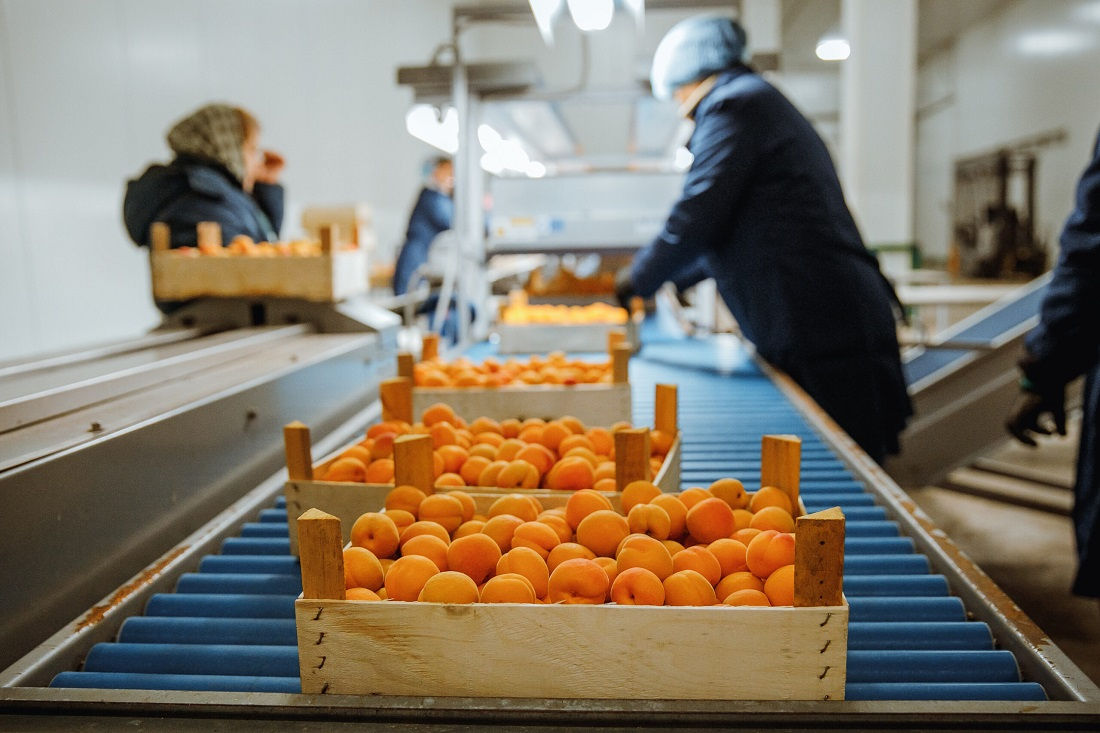 Moldova a exportat un volum record de caise în UE.